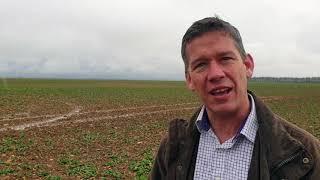 What is happening to our oilseed rape (OSR) crop in the UK?