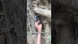 living under the bamboo cliff #shortvideo #nature #nest #birds #woodscraft #animals #villagelife