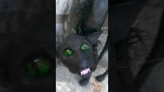 SkinWalker Disguised As Animals ️ PRT-29 #viral #ytshorts