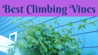 Best Climbing Vines for Your Garden 