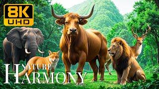 Nature’s Harmony 8K UHD  Wild animals in their natural world with soothing tunes