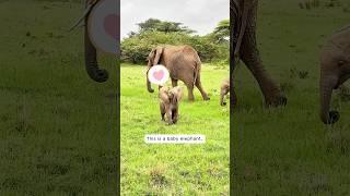 This elephant stunned everyone by its talent in...