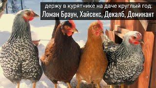 Курятник на даче. Мой опыт с курами-кроссами Ломан Браун, Декалб, Хайсекс, Доминант