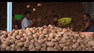 Tiptur Coconut Company | Gold standard Coconut & Copra Products