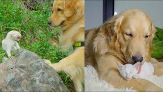 My Golden Retriever Found a Bold Lost Kitten and Adopts Him!