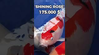 How expensive is a koi? 