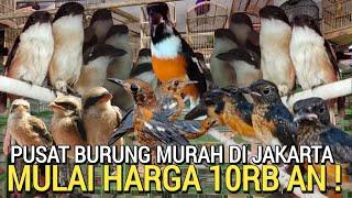 UPDATE HARGA ! PUSAT BURUNG MURAH MULAI 10RB AN BUKAN PASAR BURUNG PRAMUKA HARI INI