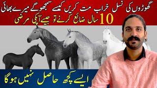 Desi Horse Breeders and  Secrets | Level up your horseman ship | Avoid These Mistakes