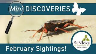 February Wildlife Sightings