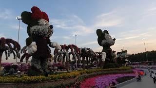 Парк цветов в Дубае (Miracle Garden)