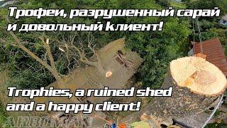 Режем сухой ясень и много интересных событий Cutting a dry ash tree and a lot of exciting moments