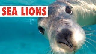 Funny Sea Lion/Seal Video Compilation | Dogs of the Sea