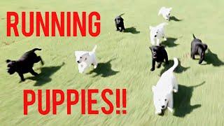 LABRADOR PUPPIES PLAY TAG OUTSIDE!