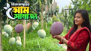 বিশ্বের নামীদামি ১৩০ জাতের আমের সমাহার বিক্রমপুরের এক বাগানে || World Famous Mangoes || Munshiganj