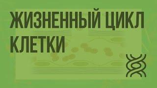 Жизненный цикл клетки. Видеоурок по биологии 10 класс