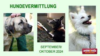 Hundevermittlung - September/Oktober 2024 (Tierheim Hannover TV)