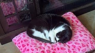 Cat videos JTB is Live Cat Life: Kitty Cats Sox, Oreo & kitten Sobek Just Being Cats 