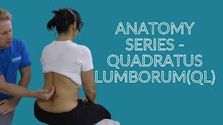 Anatomy & Function of the Quadratus Lumborum (QL) Muscle