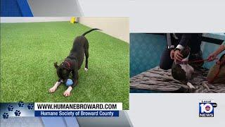 Broward Humane society dogs steal hearts as annual Walk for the Animals nears