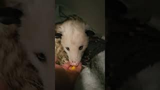 Mango for the possum