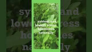 HOLY BASIL | Spiritual Health | Herbs | The Sacred Purifier of the Mind Body and Soul