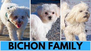 All Bichon Dog Breeds - Bichon Family