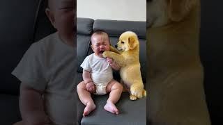 Seeing the baby crying, my dog ​​has been comforting him and wiping his tears. Such a heart-warmin
