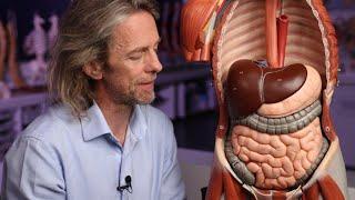 Introduction to the gastrointestinal tract (anatomy)