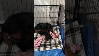 3 week German Pinscher Puppy telling mum off.