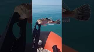 Ядовитая рыба чёрного моря, рыбалка в Сочи, рыбалка на чёрном море. Морской звездочёт. Редкая рыба