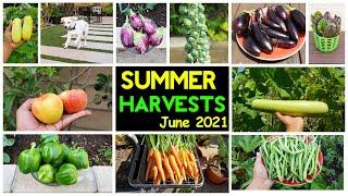 Incredible Summer Harvests. Backyard Homestead, Gardening Tips & Tricks!