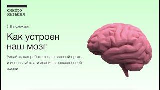 Фрагмент курса «Как устроен наш мозг» — Вячеслав Дубынин