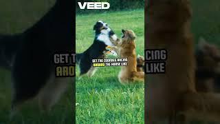 A Pawsome dog moments️ #pets #dog #triviatricks #viralshort #funny #animals #cutedog