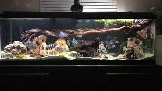 Frontosa, Dolphins & Plecos