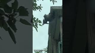 'Mama' raccoon saves baby from falling off roof