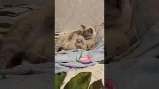 Котята#кошка приносит котят в кровать#хозяйке#Милка#