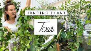 Hanging Plant TOUR  Hanging Plants Collection Tour