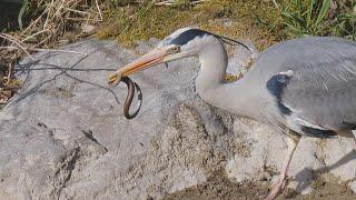 Gray heron catching a slow worm / Graureiher fängt eine Blindschleiche