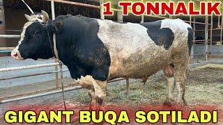 1 TONNALIK GIGANT BUQA SOTILADI +998991039797