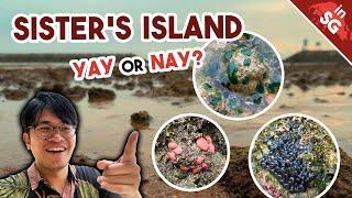 We Found CORALS and SEA SPONGES in Singapore?! | Intertidal Animals on Sister's Island