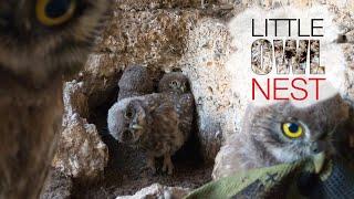 Young little owls in the nest. Athene Noctua.