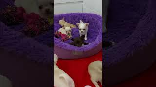 TEA CUP CHIHUAHUA PUP SCOOBY KENNEL SHOPING AVAILABLE ALL INDIA 8860296373 #chihuahualover #puppy