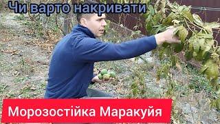 Чи потрібно Накривати Маракуйю на Зиму))) Власний досвід.