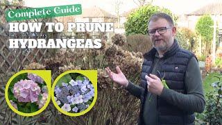 How to Prune Hydrangeas | Spring Pruning Guide | Hydrangea macrophylla, Hydrangea Annabelle and More