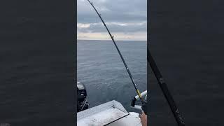 Lake Huron Fall Chinook Salmon Fight  #fishingcharter