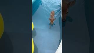BABY DEER WENT INTO MY POOL 🫣 #ohno #deer #swimming #trend #baby #nature #wildlife