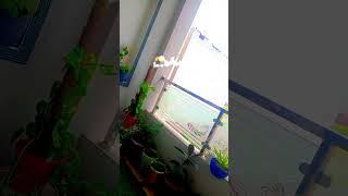 My Terce view at this time.#plants #Allah#viralvideo #trendingshorts