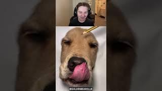 Dog Drawing So Good It’s Real