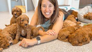 16 Goldendoodle Puppies Take Over The Garage Nursery