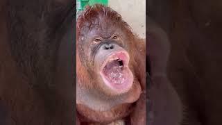 funny unggoy Nainitan #himalavlogs